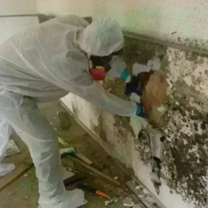 Mold Remediation and Removal in Roselle, NJ